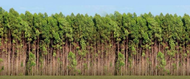 Plantação de eucaliptos